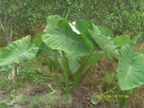 ������С SI855444.JPG