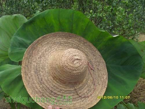 ������С SI855445.JPG