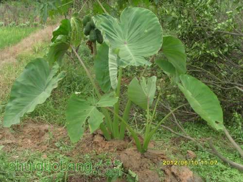 ������С SI855449.JPG