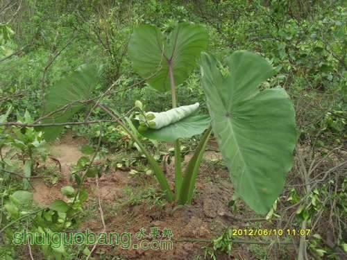 ������С SI855450.JPG