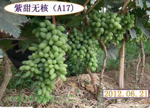 ������С DSCF2094.jpg