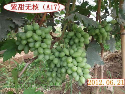 ������С DSCF2095.jpg