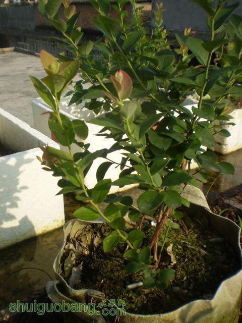 P6210003.jpg