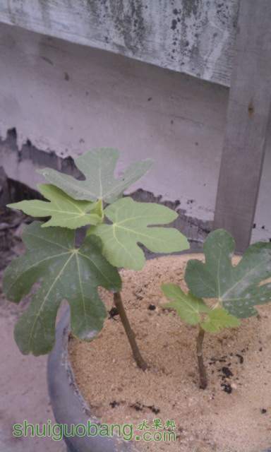 IMAG0222.jpg