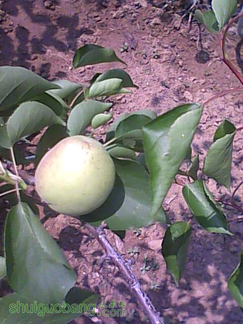 IMG0617110900.jpg