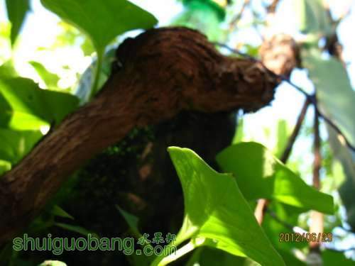 2012-06-29 111.jpg