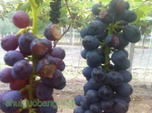 ���� 002.jpg