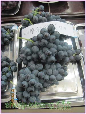 Ƭ 053.jpg