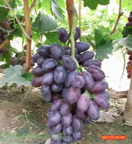 ������С DSCF2331.jpg