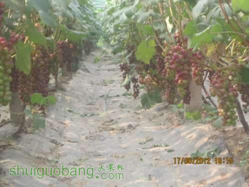 2012 003.jpg