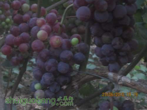 ԱЧ 017.jpg