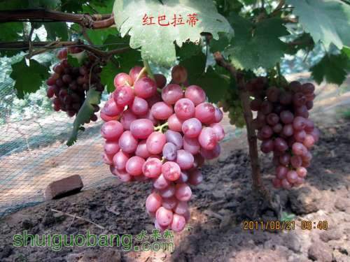 ������С ���迴����2011.08.21 015.jpg