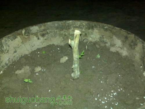ˮС