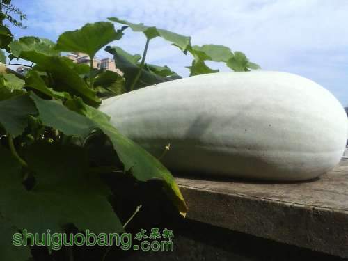 ת IMG0708084100.jpg