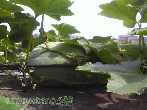 ת IMG0708084101.jpg