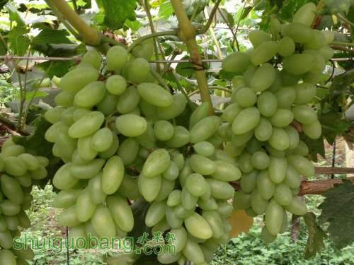 ����ָһ1.jpg