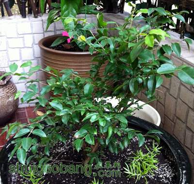 α20120716.jpg