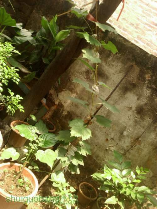 IMG_20120718_132524.jpg