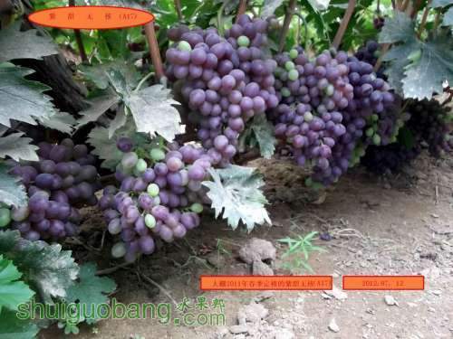 ������С DSCF2417.jpg