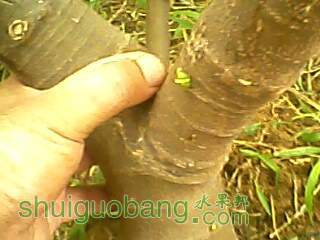 2012.7.15ͥԺ��ֲ2�����Ƥ2.jpg