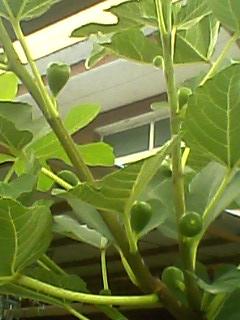 2012.7.15ͥԺ��ֲ2�����Ƥ5.jpg