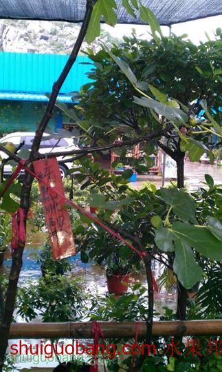 IMAG0226.jpg