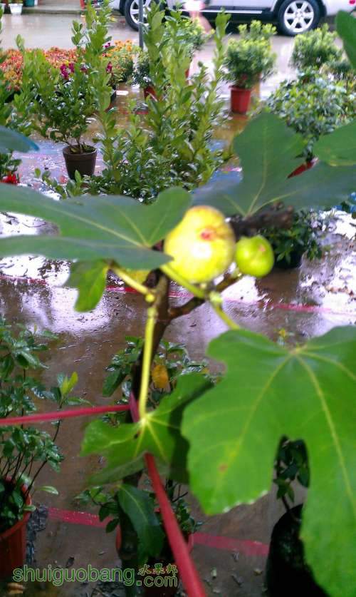 IMAG0229.jpg