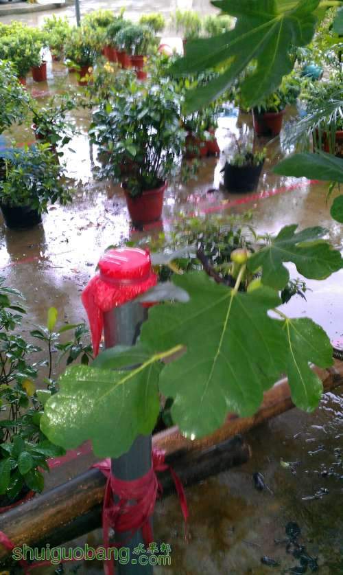IMAG0230.jpg