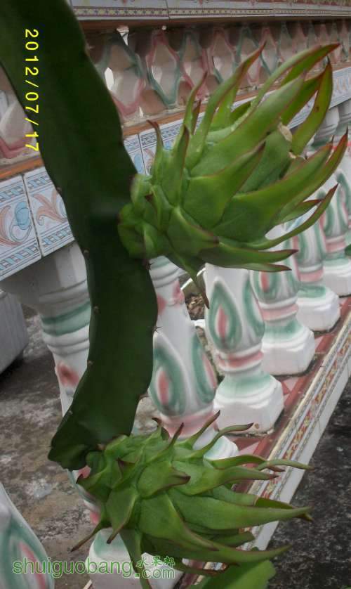 ALIM0997.JPG