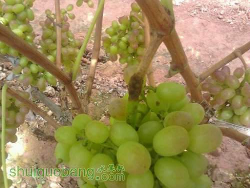 ��������0.2CM���ľ�˿