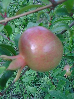 IMG0168A.jpg