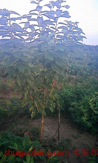 IMG0329.jpg