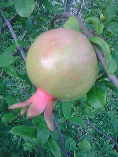 IMG0169A.jpg