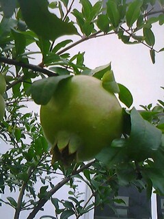 IMG0170A.jpg