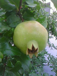 IMG0171A.jpg