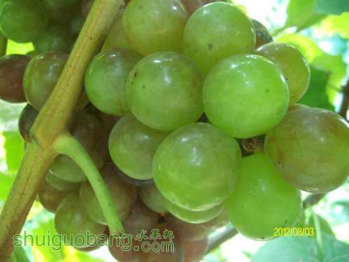 SANY0753.JPG
