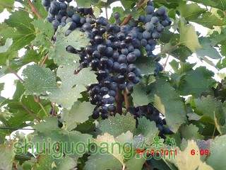 CIMG0216_Ŀѹ.JPG