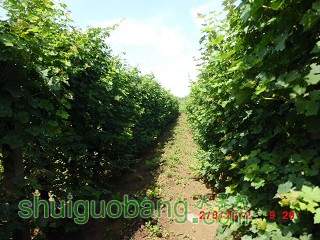 CIMG0014_Ŀѹ.JPG