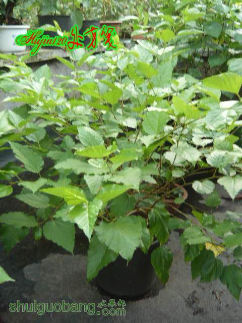 P1230546.jpg