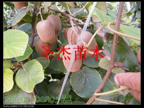 DSCF6125.jpg