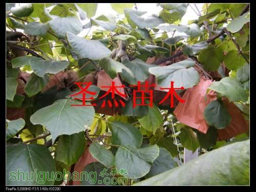DSCF6132.jpg