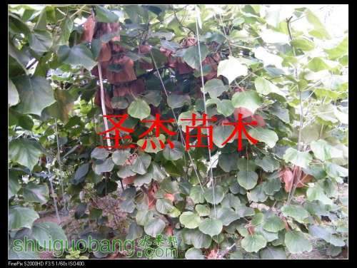 DSCF6138.jpg