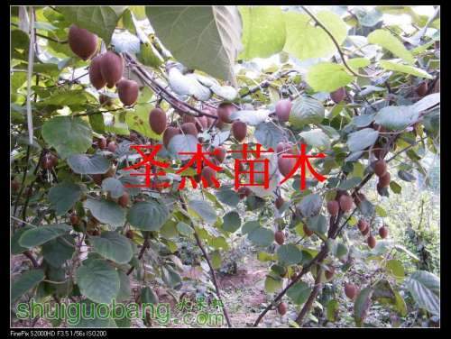 DSCF6145.jpg