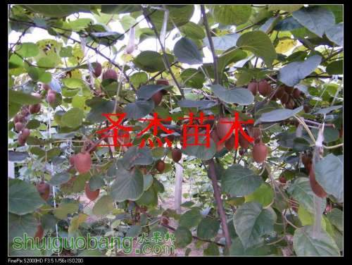 DSCF6149.jpg