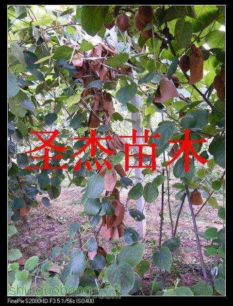 DSCF6155.jpg