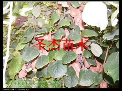 DSCF6207.jpg