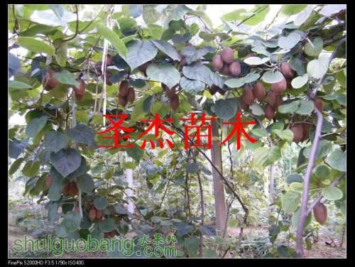 DSCF6171.jpg