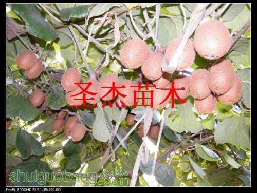 DSCF6176.jpg