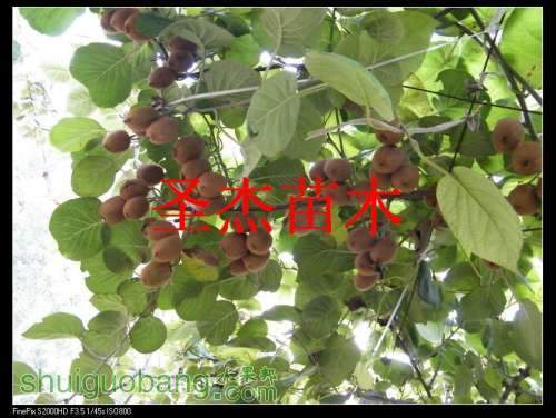 DSCF6182.jpg