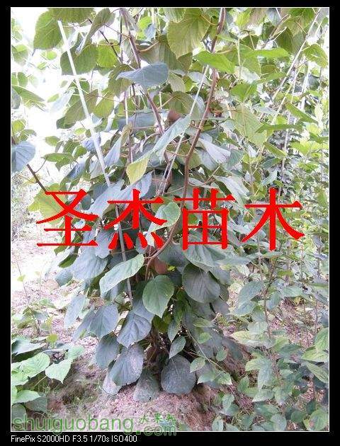 DSCF6195.jpg